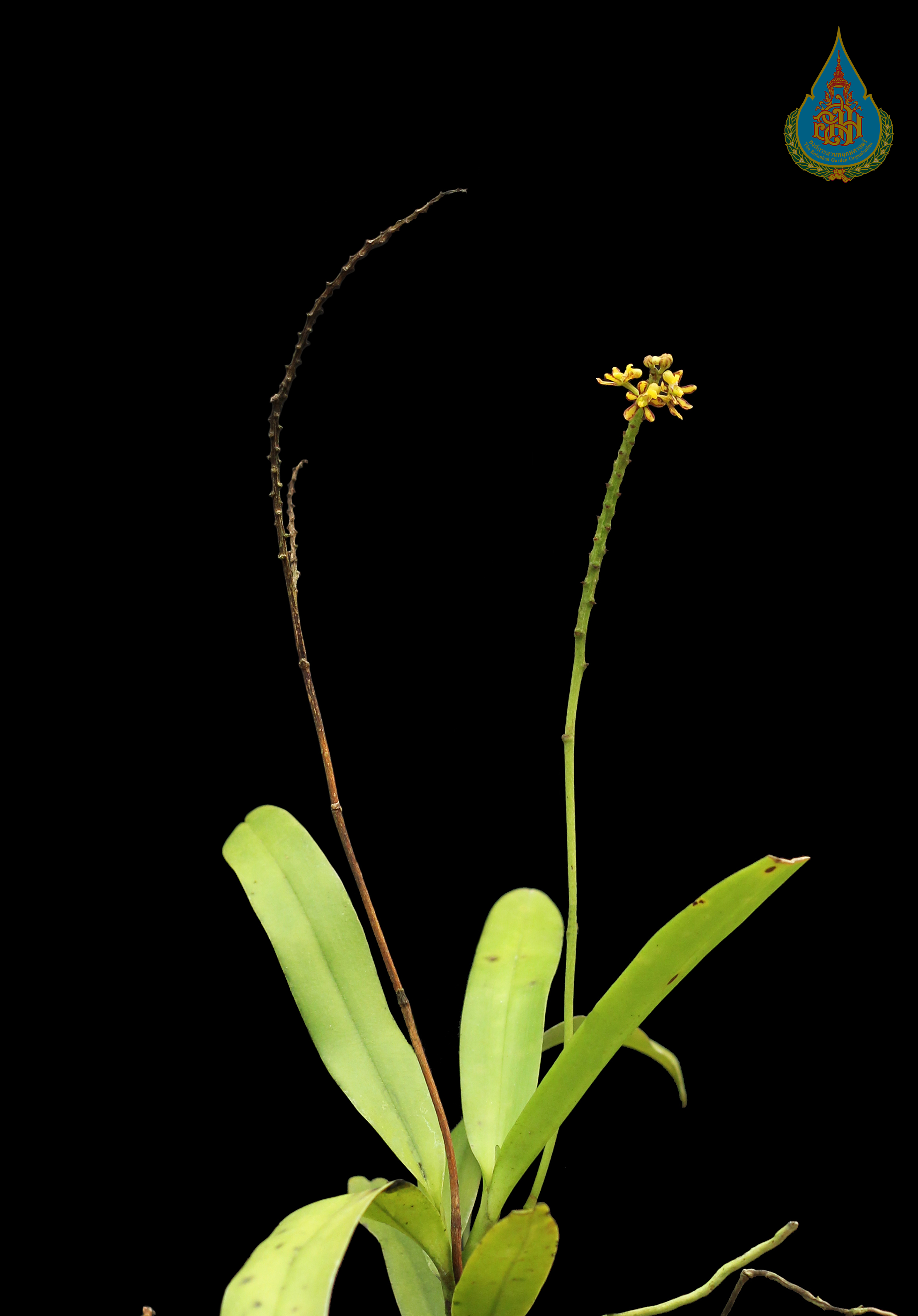 เอื้องเสือแผ้วลาย Pomatocalpa diffusum Breda<br/>ORCHIDACEAE